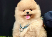 Safkan Pomeranian Boo Yavrularımız